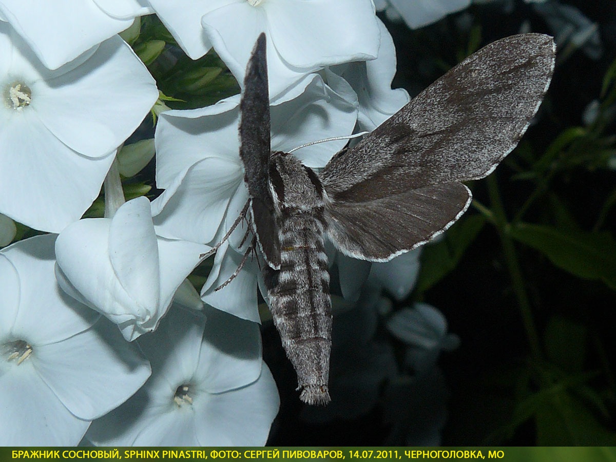 Бражник сосновый, Sphinx pinastri