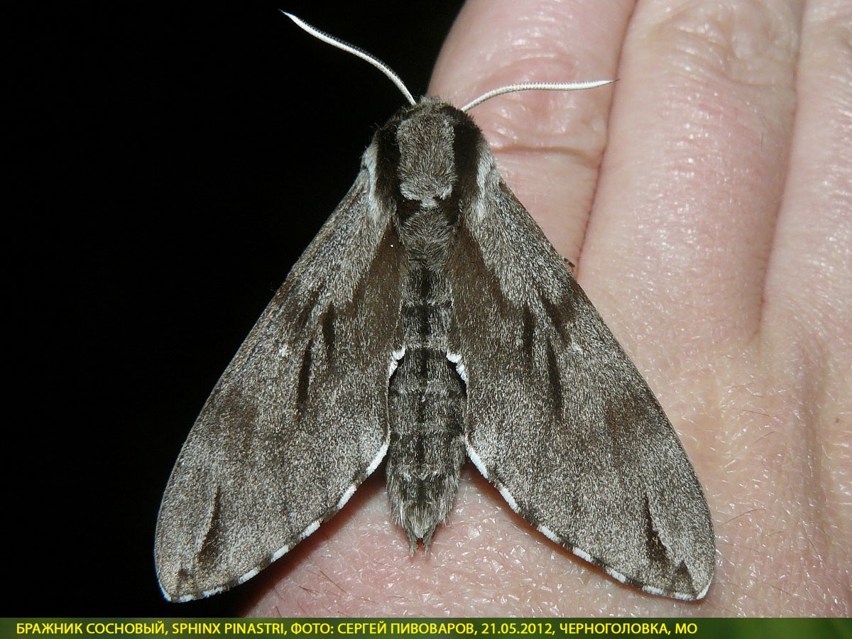 Бражник сосновый, Sphinx pinastri