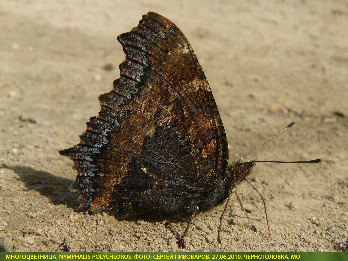 Многоцветница Nymphalis polychloros