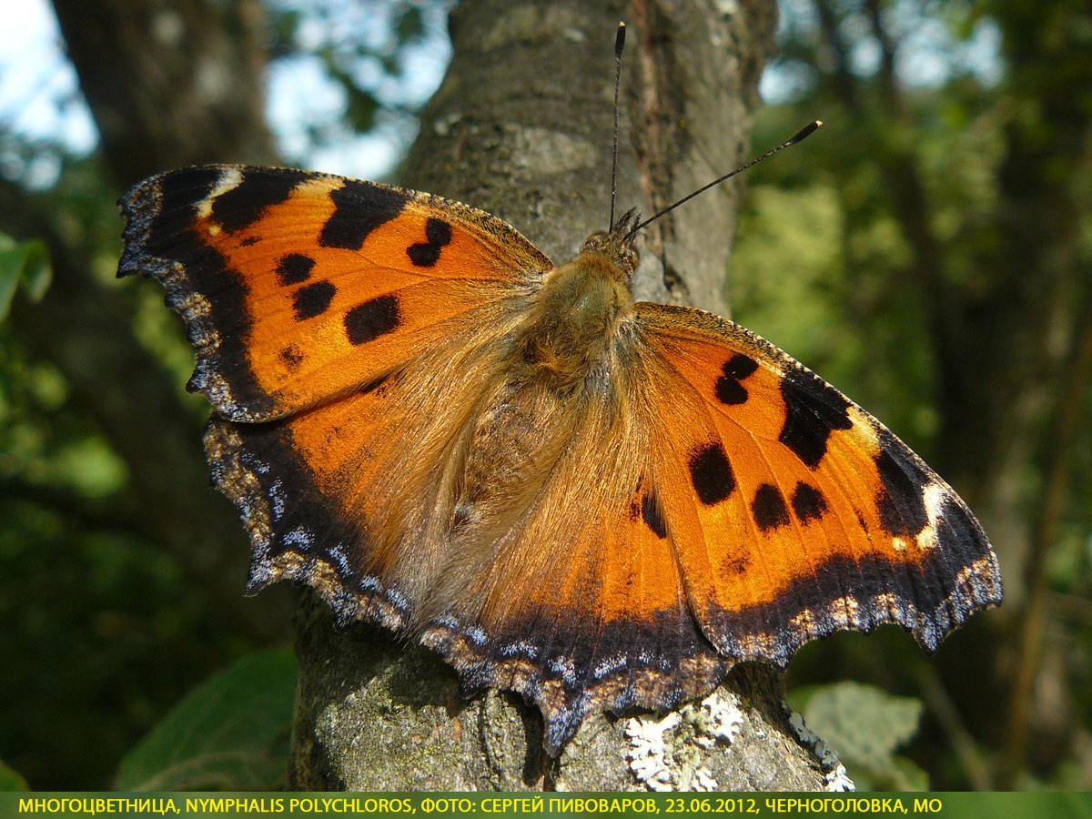 Многоцветница Nymphalis polychloros