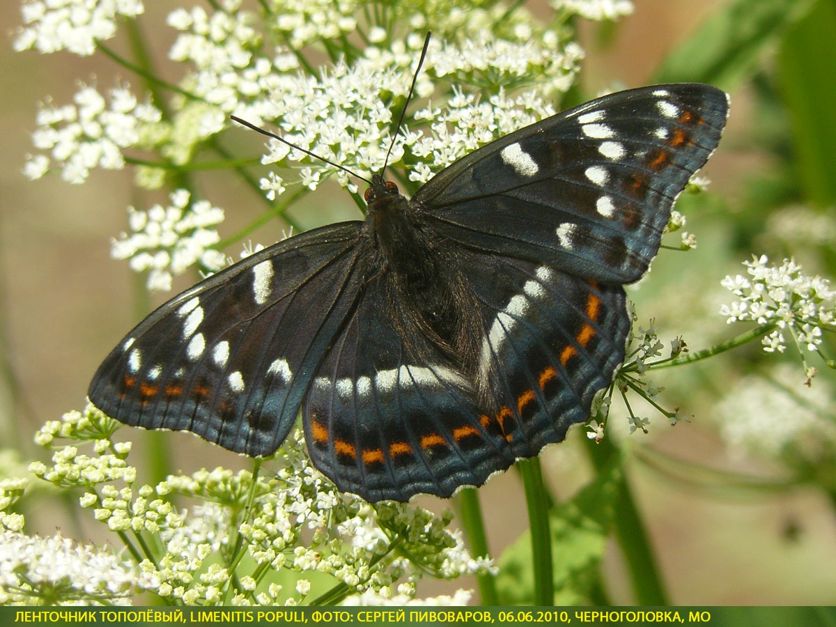 Ленточник тополёвый, Limenitis populi
