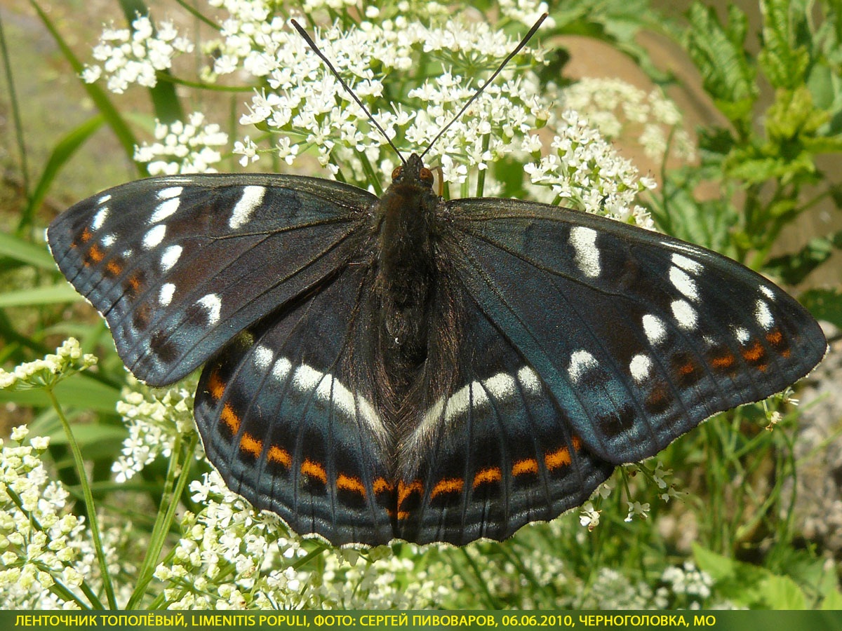 Ленточник тополёвый, Limenitis populi