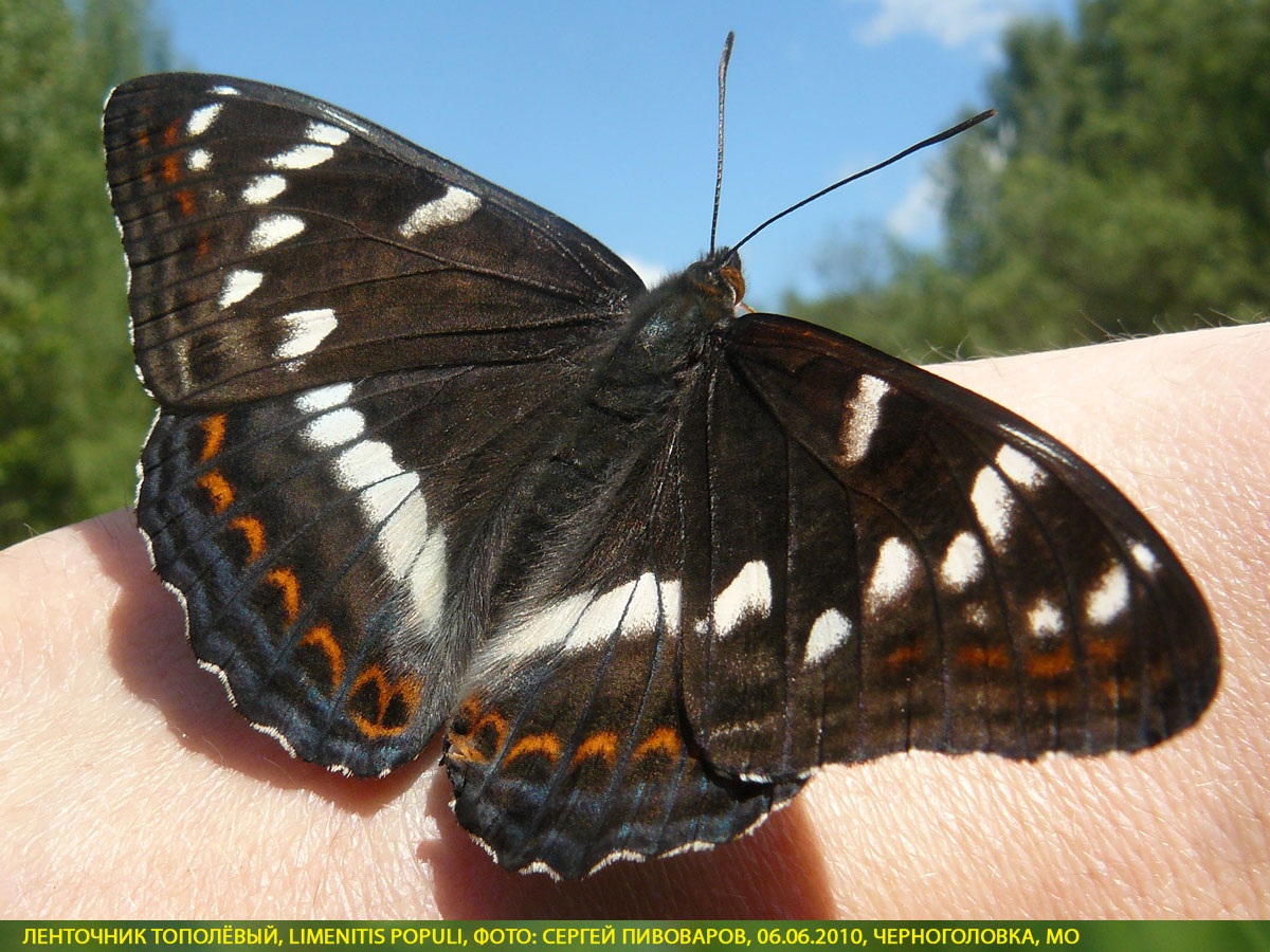 Ленточник тополёвый, Limenitis populi