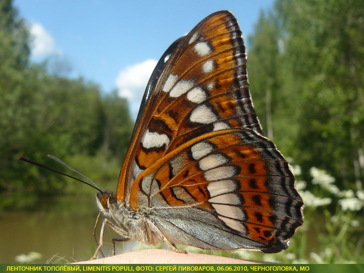 Ленточник тополёвый, Limenitis populi