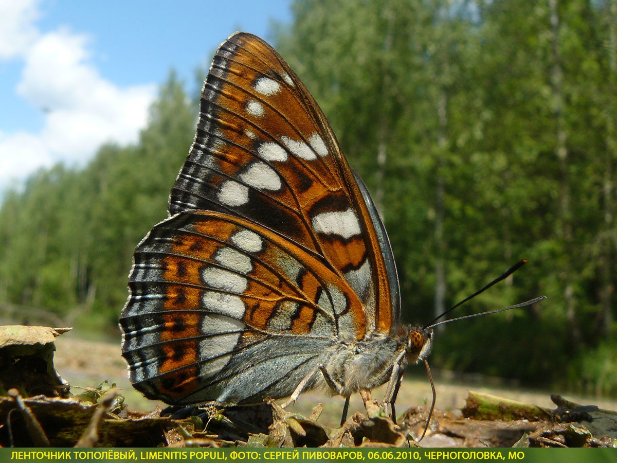 Ленточник тополёвый, Limenitis populi