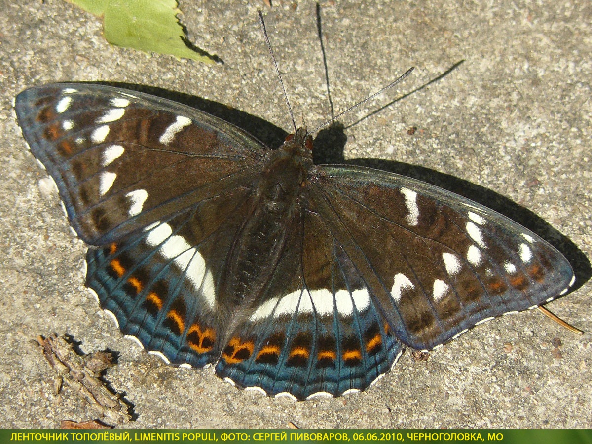 Ленточник тополёвый, Limenitis populi