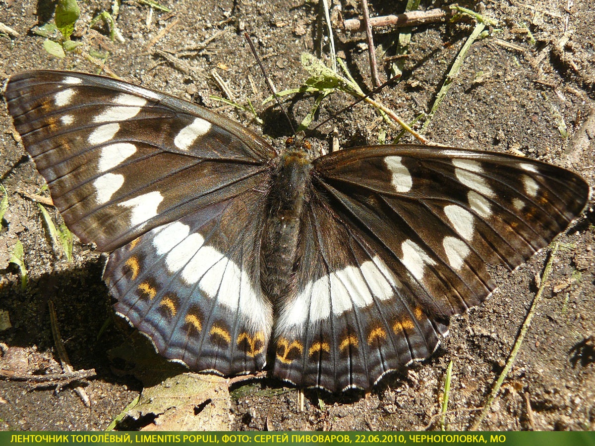 Ленточник тополёвый, Limenitis populi