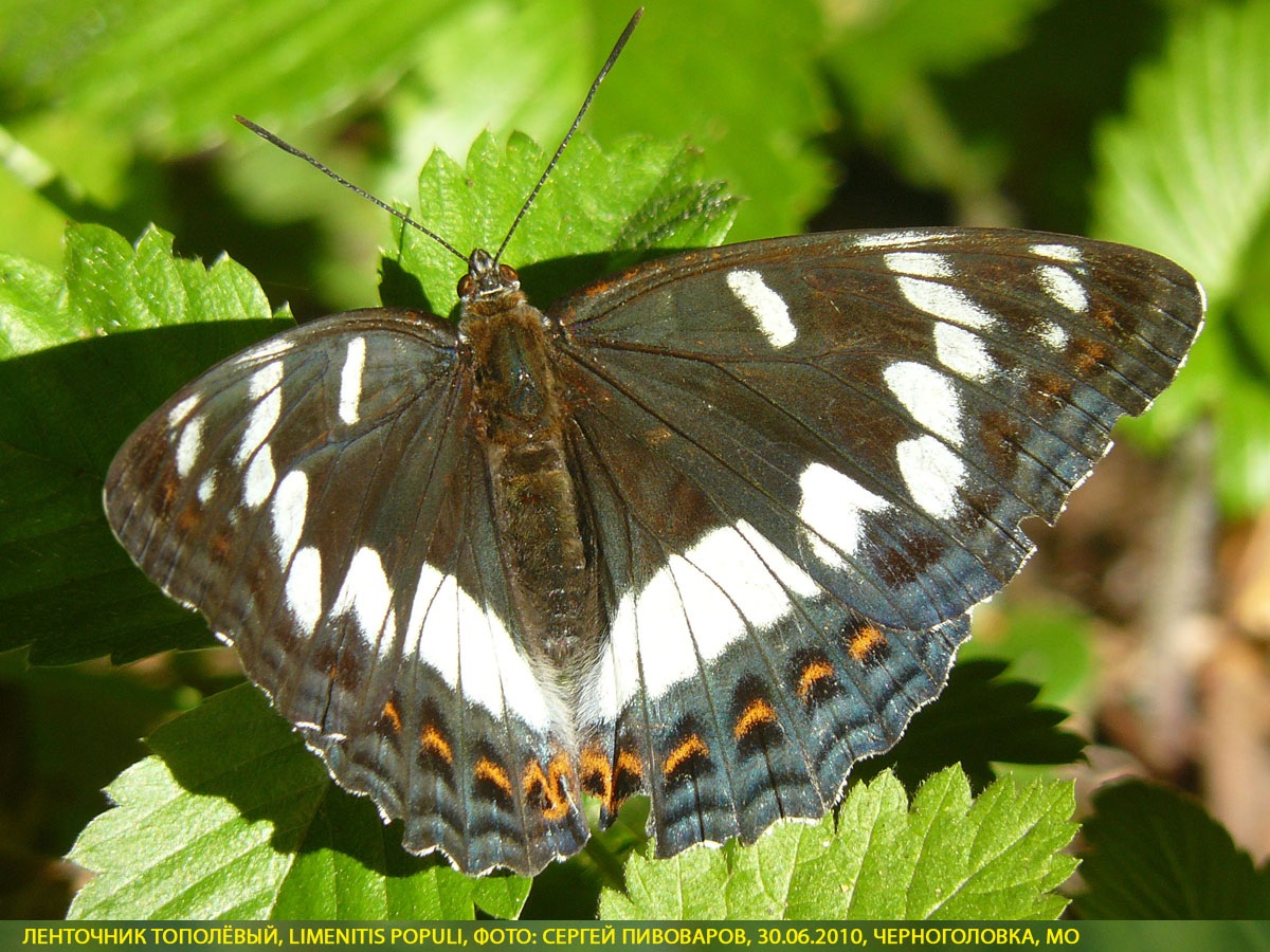 Ленточник тополёвый, Limenitis populi