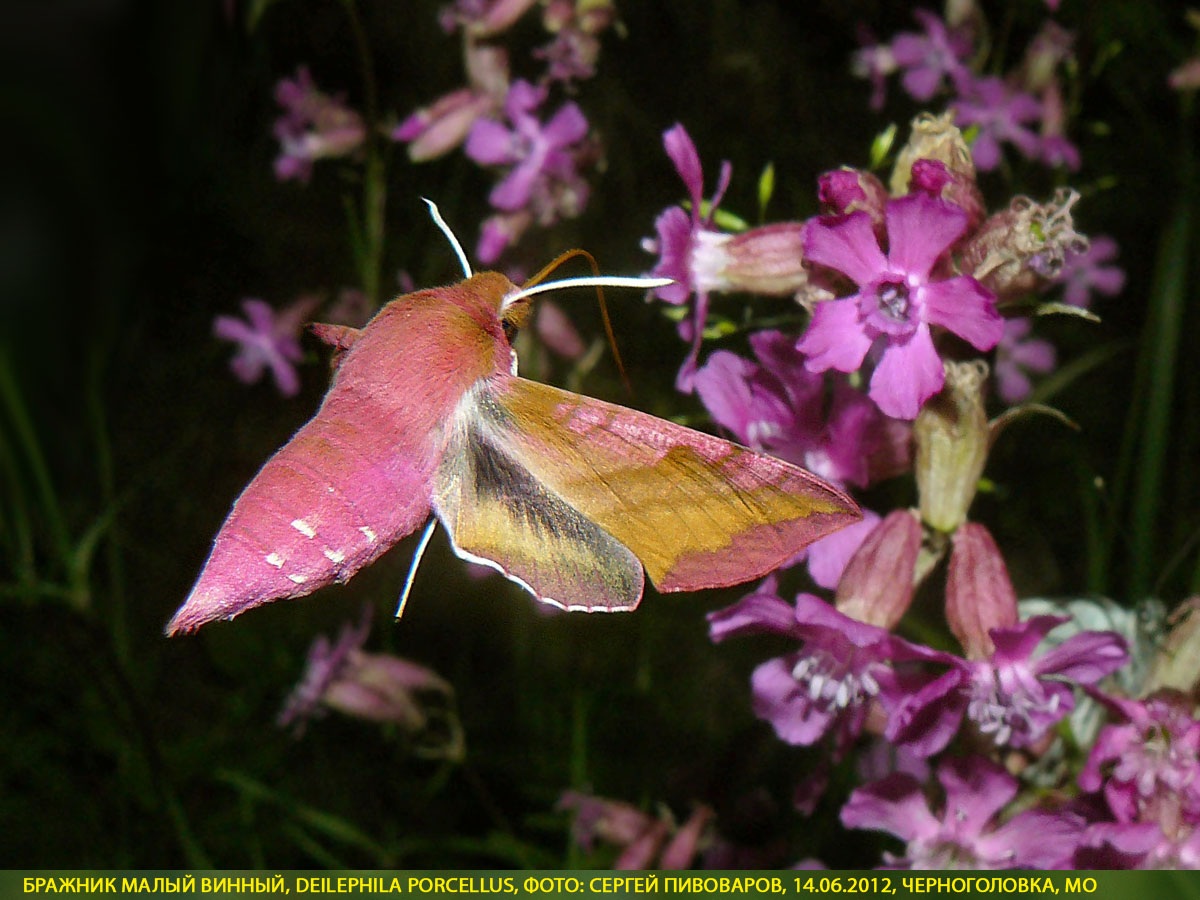 Бражник малый винный, Deilephila porcellus