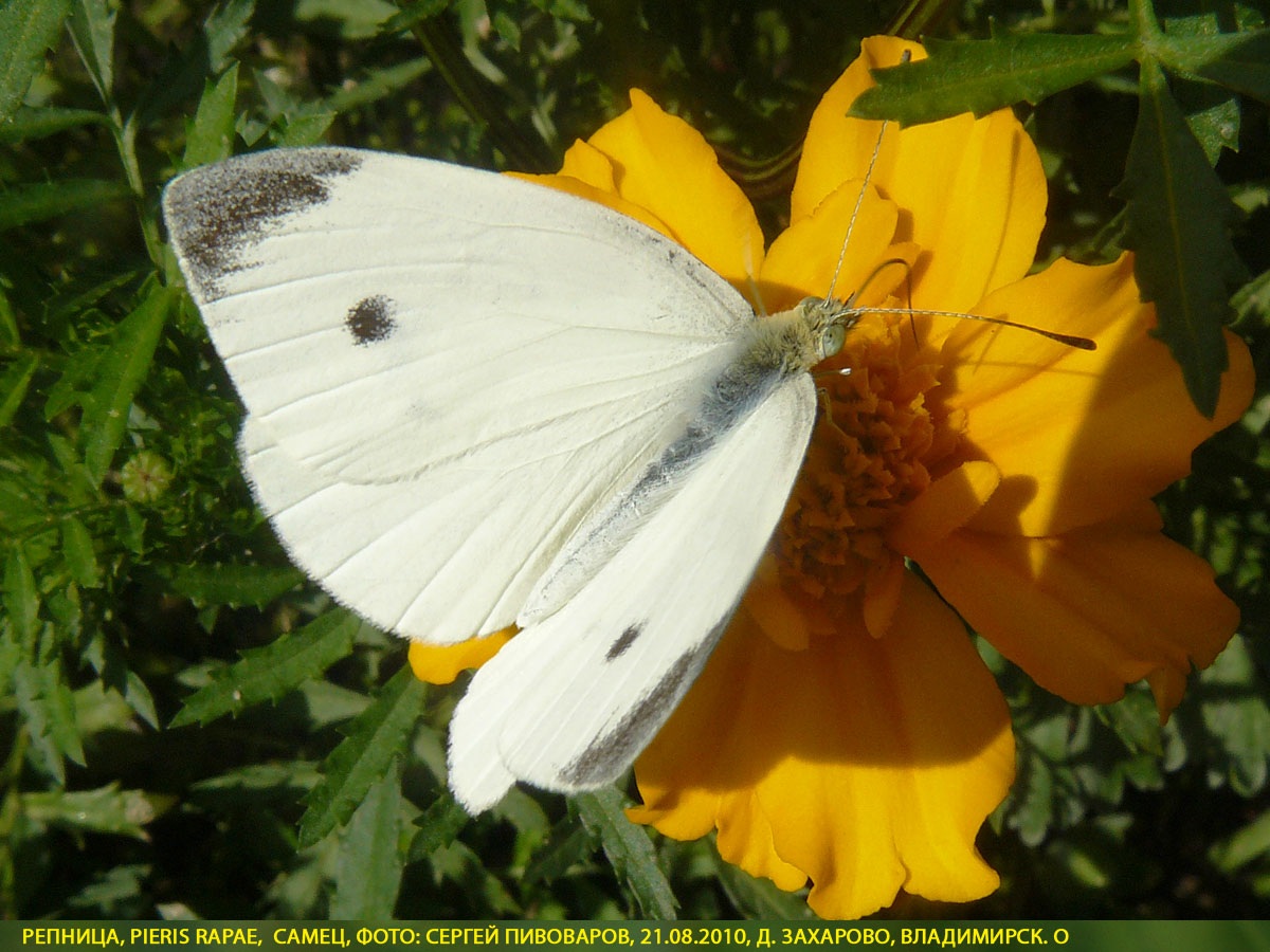Репница Pieris rapae