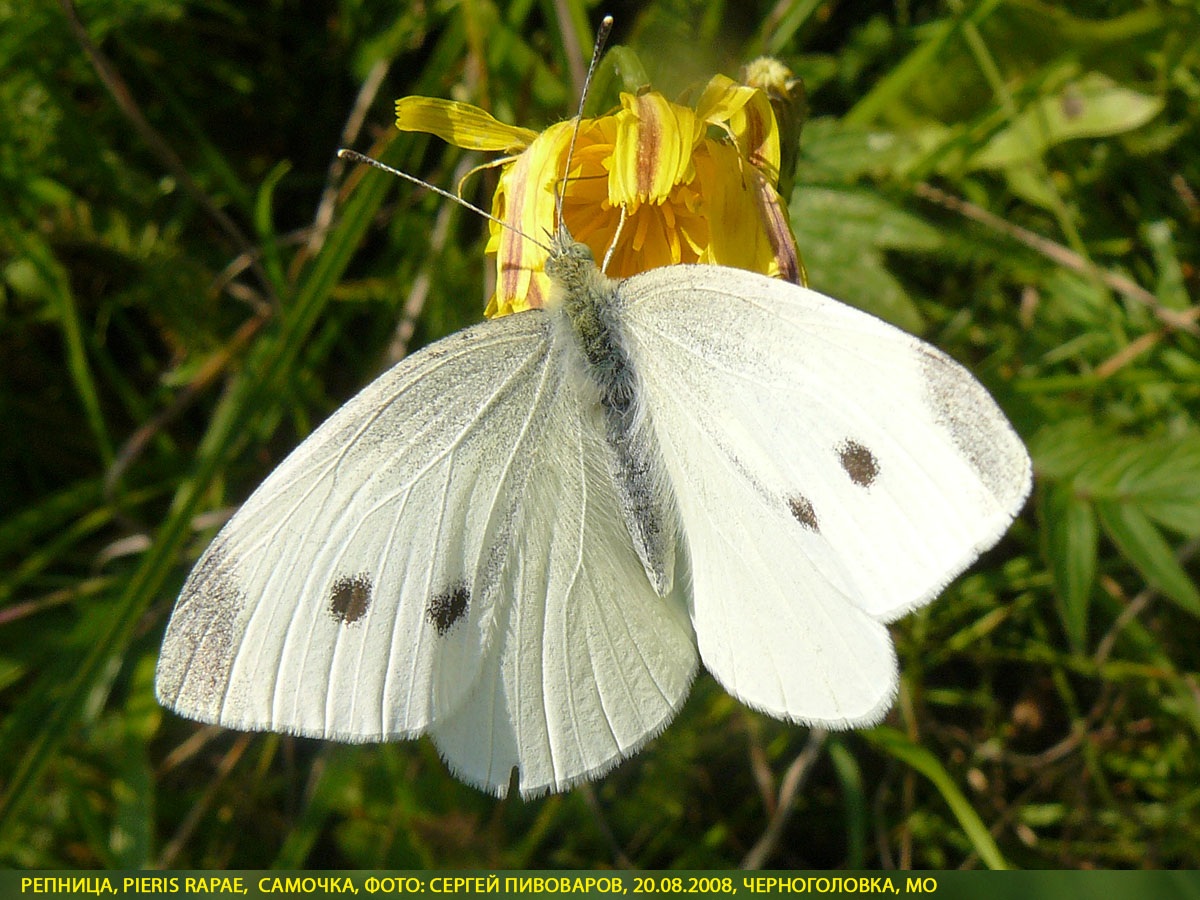 Репница Pieris rapae