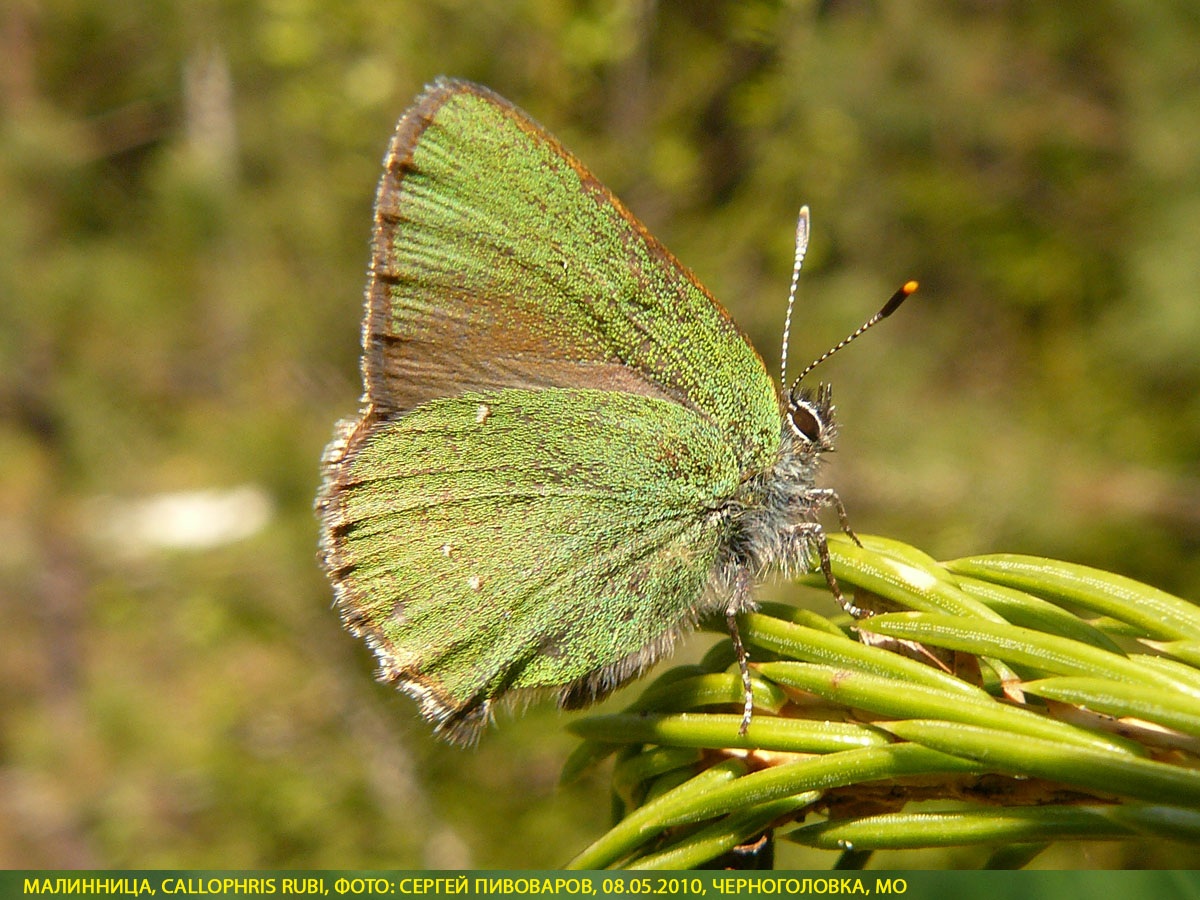 Малинница, Callophris rubi