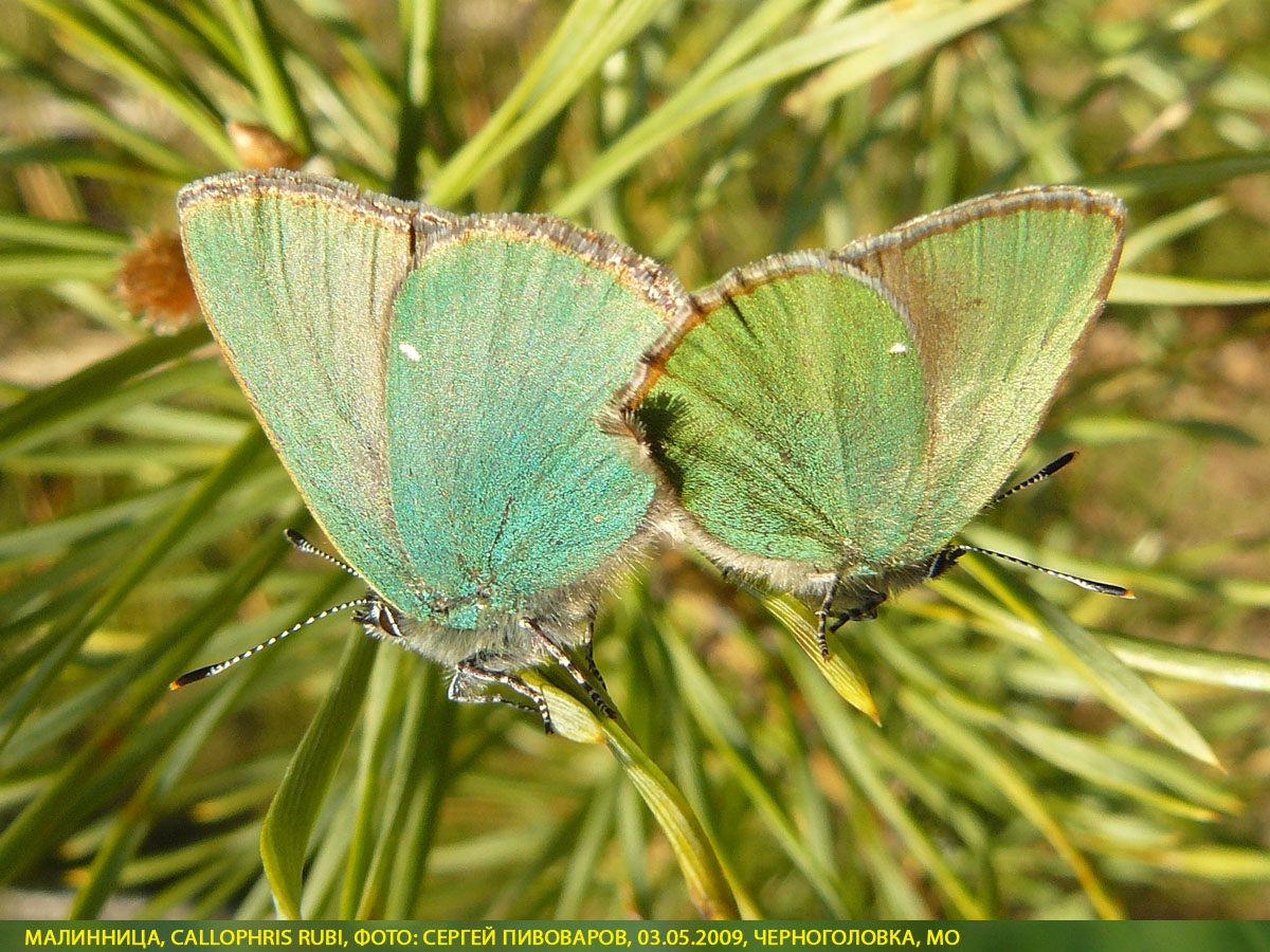 Малинница, Callophris rubi