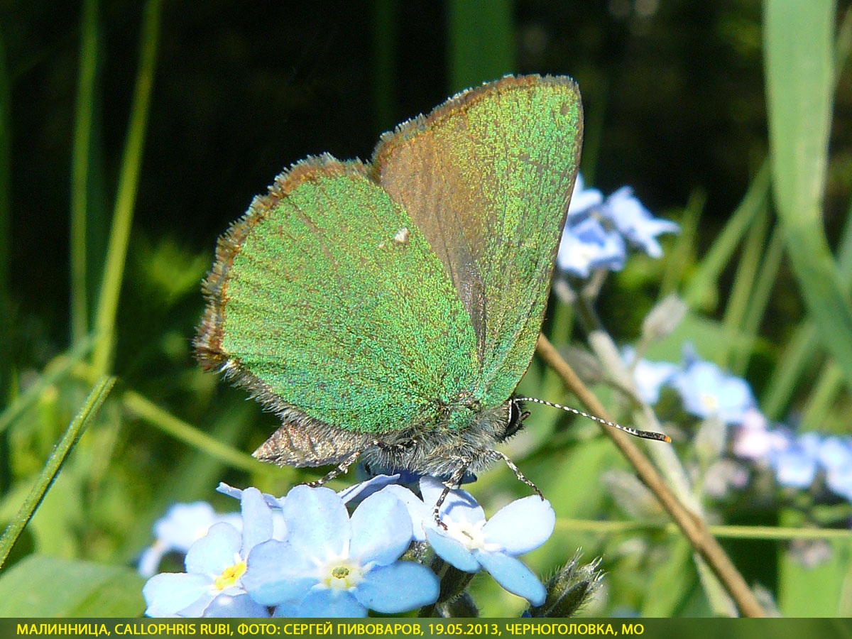 Малинница, Callophris rubi