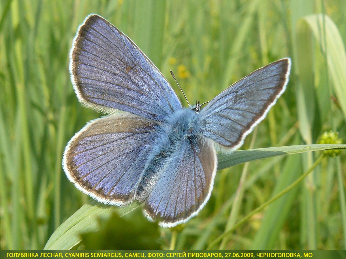 Голубянка лесная, Cyaniris semiargus