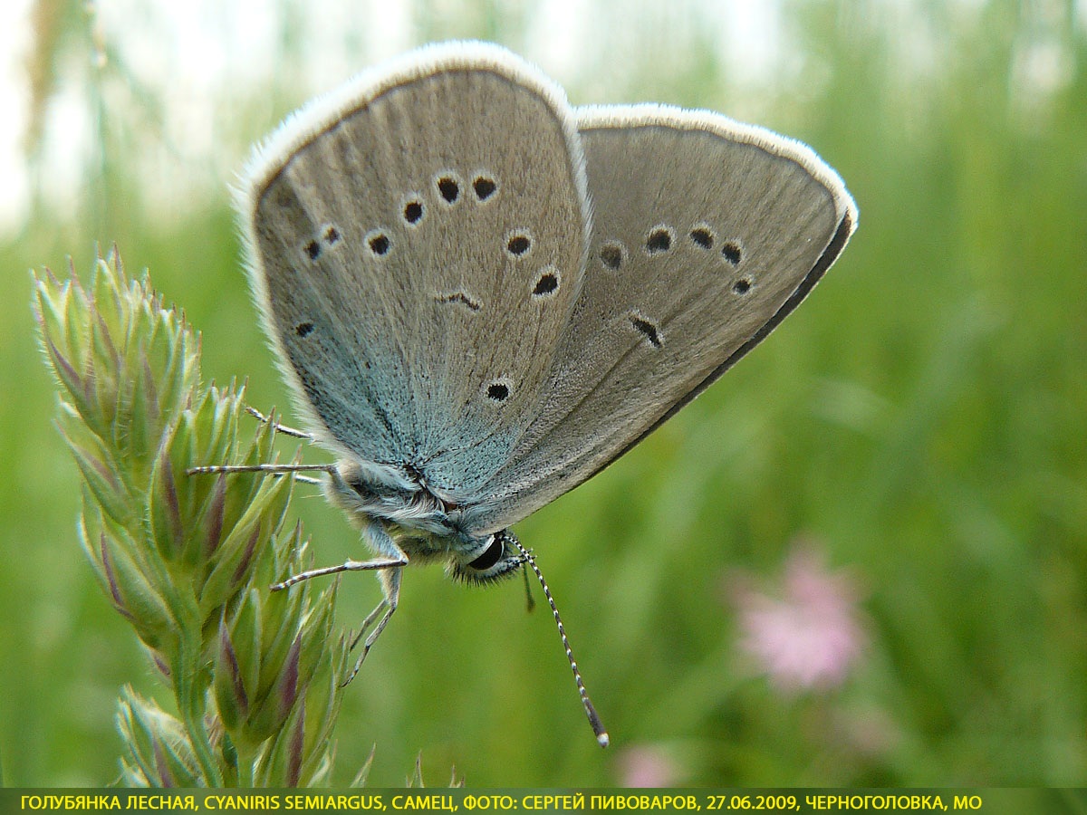 Голубянка лесная, Cyaniris semiargus