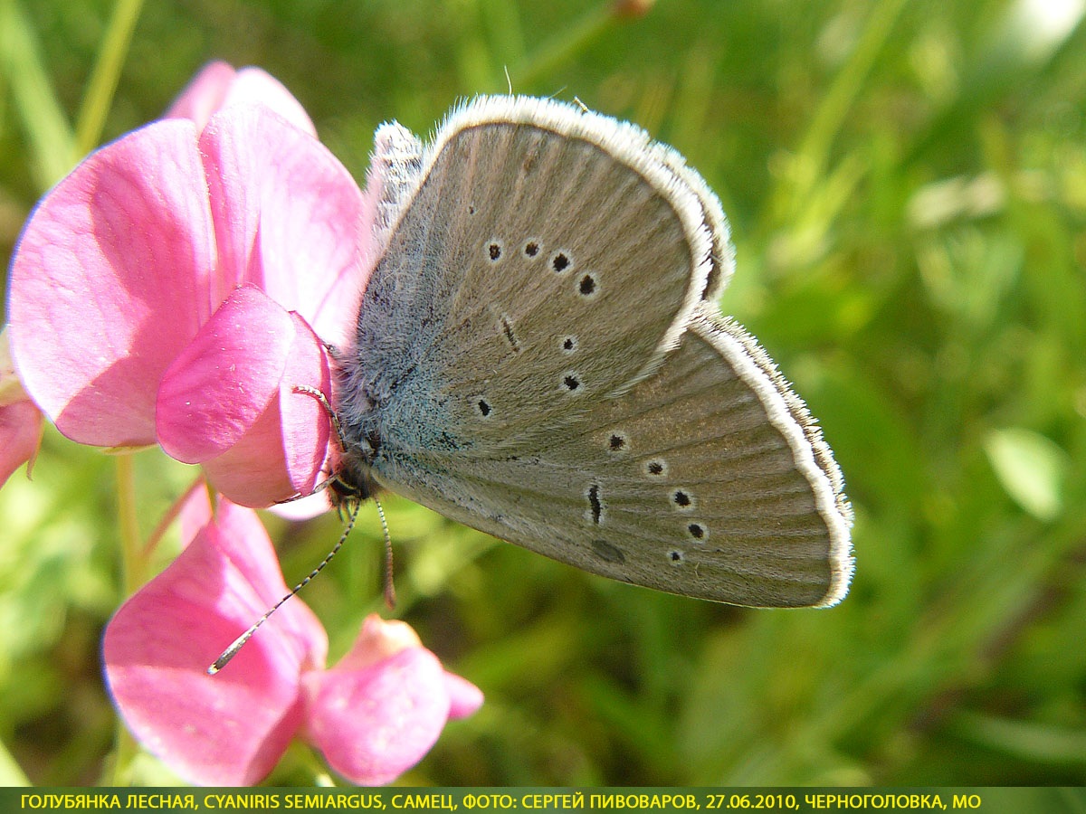 Голубянка лесная, Cyaniris semiargus