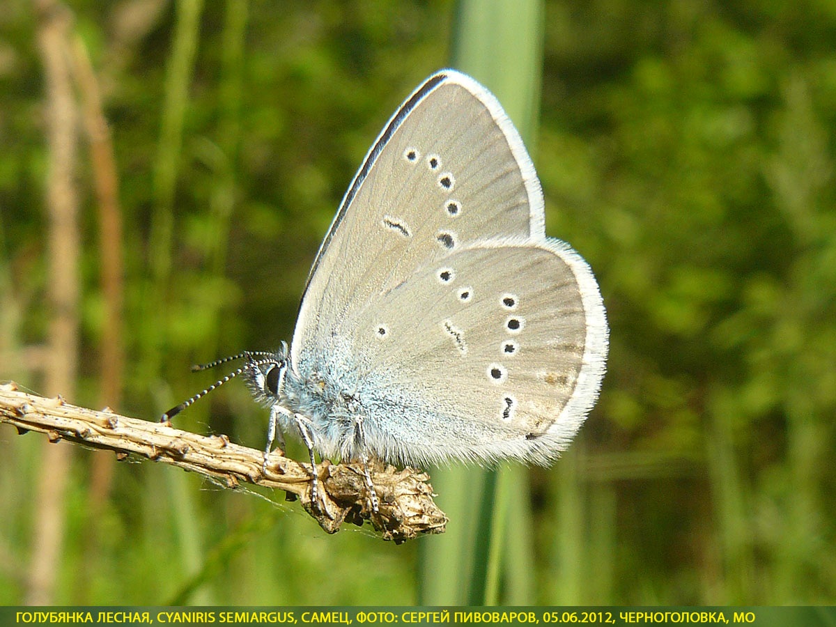 Голубянка лесная, Cyaniris semiargus
