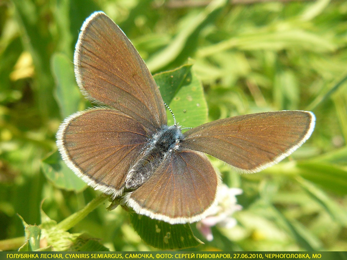 Голубянка лесная, Cyaniris semiargus