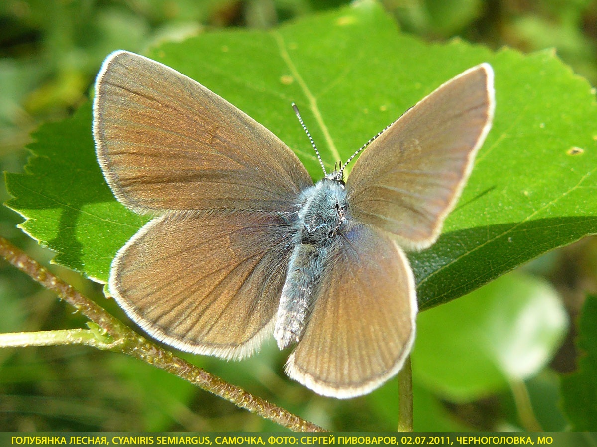 Голубянка лесная, Cyaniris semiargus