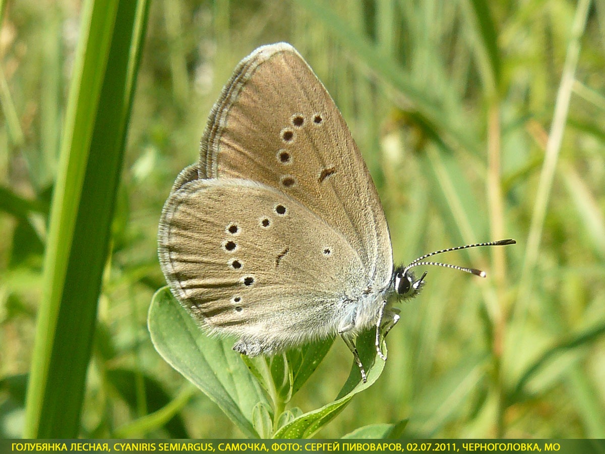 Голубянка лесная, Cyaniris semiargus