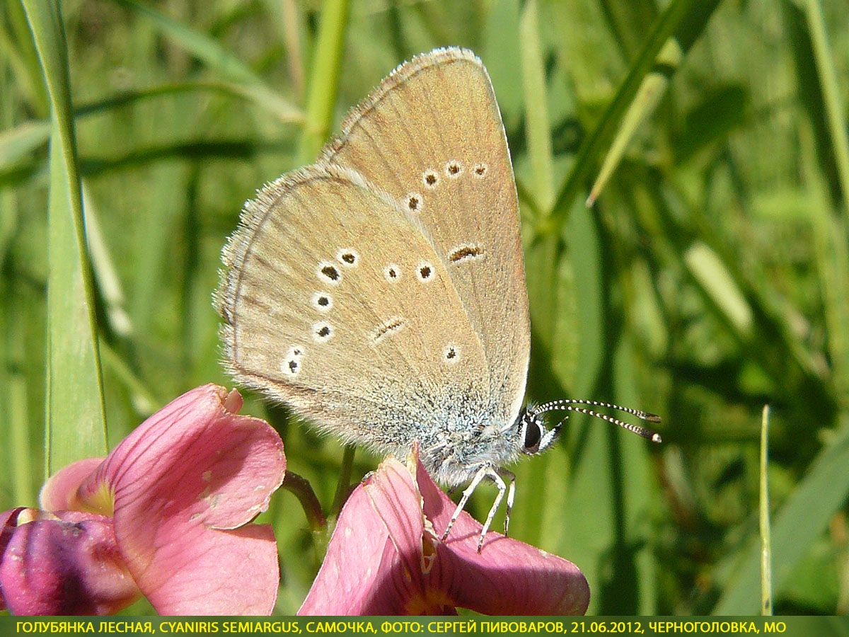 Голубянка лесная, Cyaniris semiargus