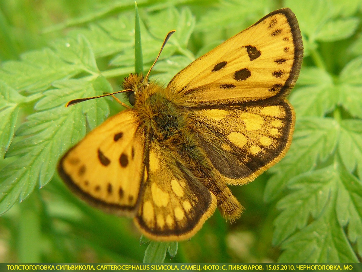 Толстоголовка Сильвикола, Carterocephalus silvicola