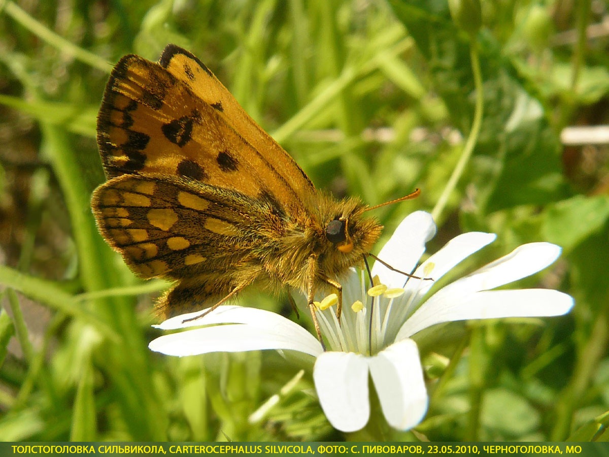 Толстоголовка Сильвикола, Carterocephalus silvicola