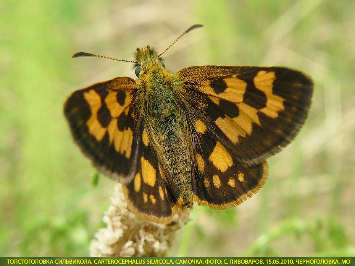 Толстоголовка Сильвикола, Carterocephalus silvicola