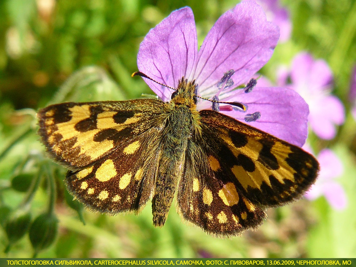 Толстоголовка Сильвикола, Carterocephalus silvicola