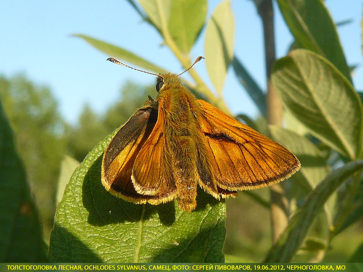 Толстоголовка лесная, Ochlodes sylvanus