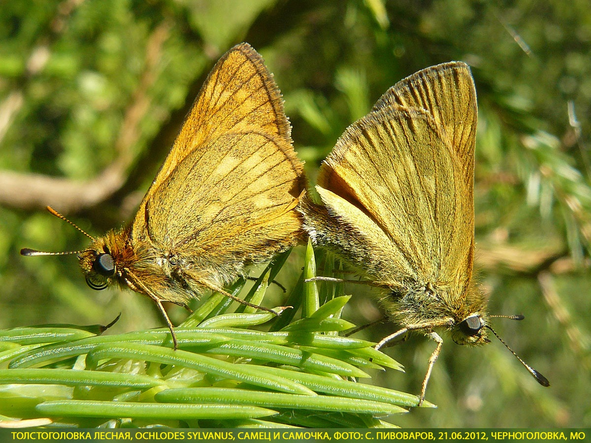 Толстоголовка лесная, Ochlodes sylvanus