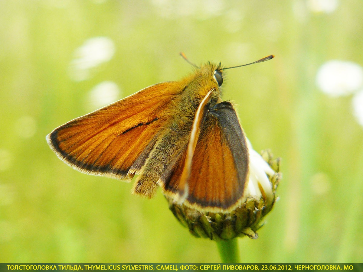 Толстоголовка тильда, Thymelicus sylvestris
