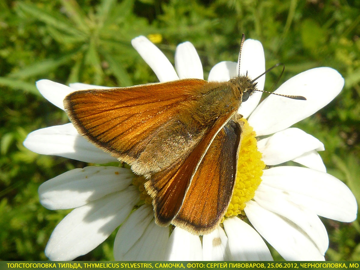 Толстоголовка тильда, Thymelicus sylvestris