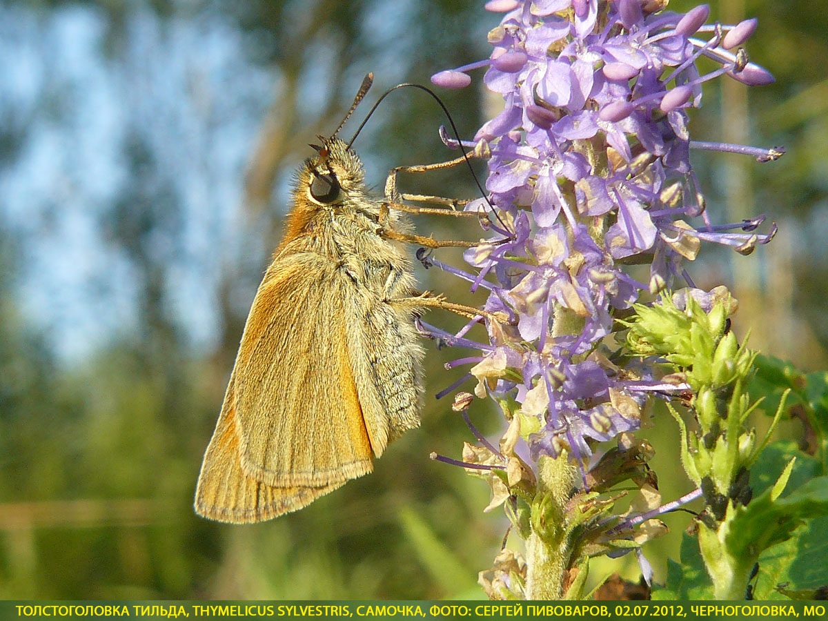 Толстоголовка тильда, Thymelicus sylvestris