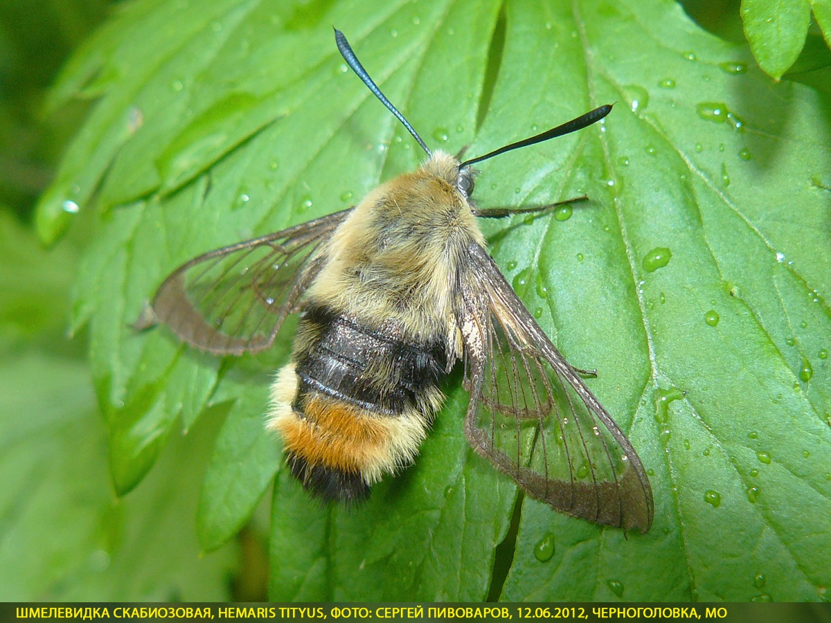 Шмелевидка скабиозовая, Hemaris tityus