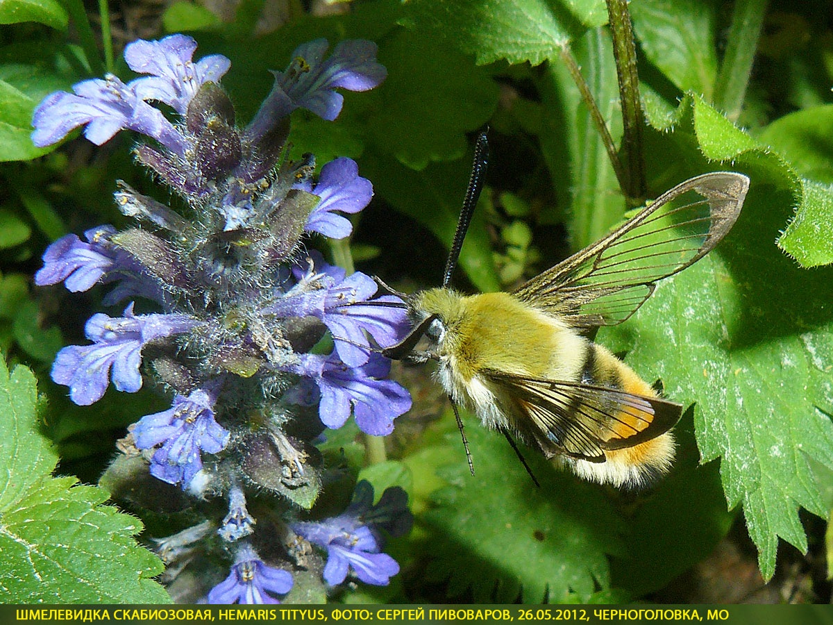 Шмелевидка скабиозовая, Hemaris tityus