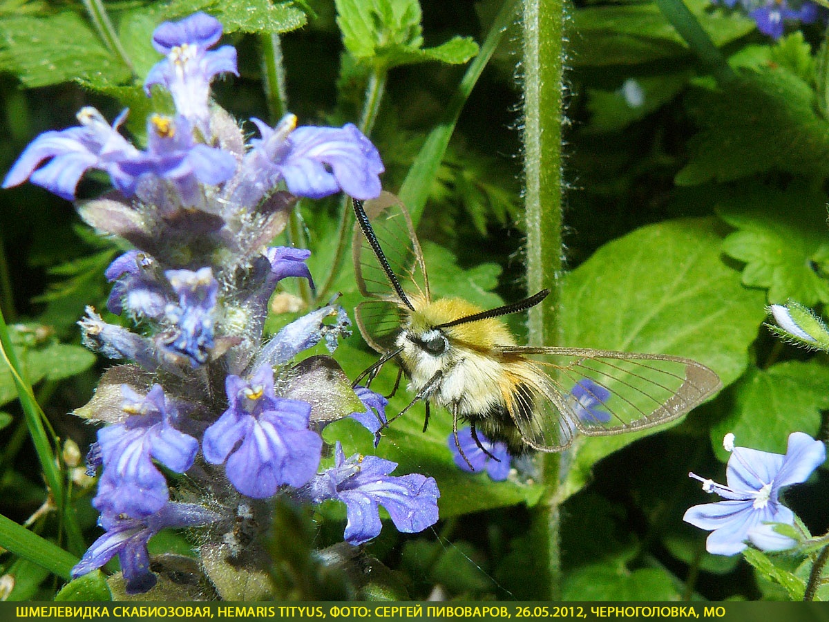Шмелевидка скабиозовая, Hemaris tityus