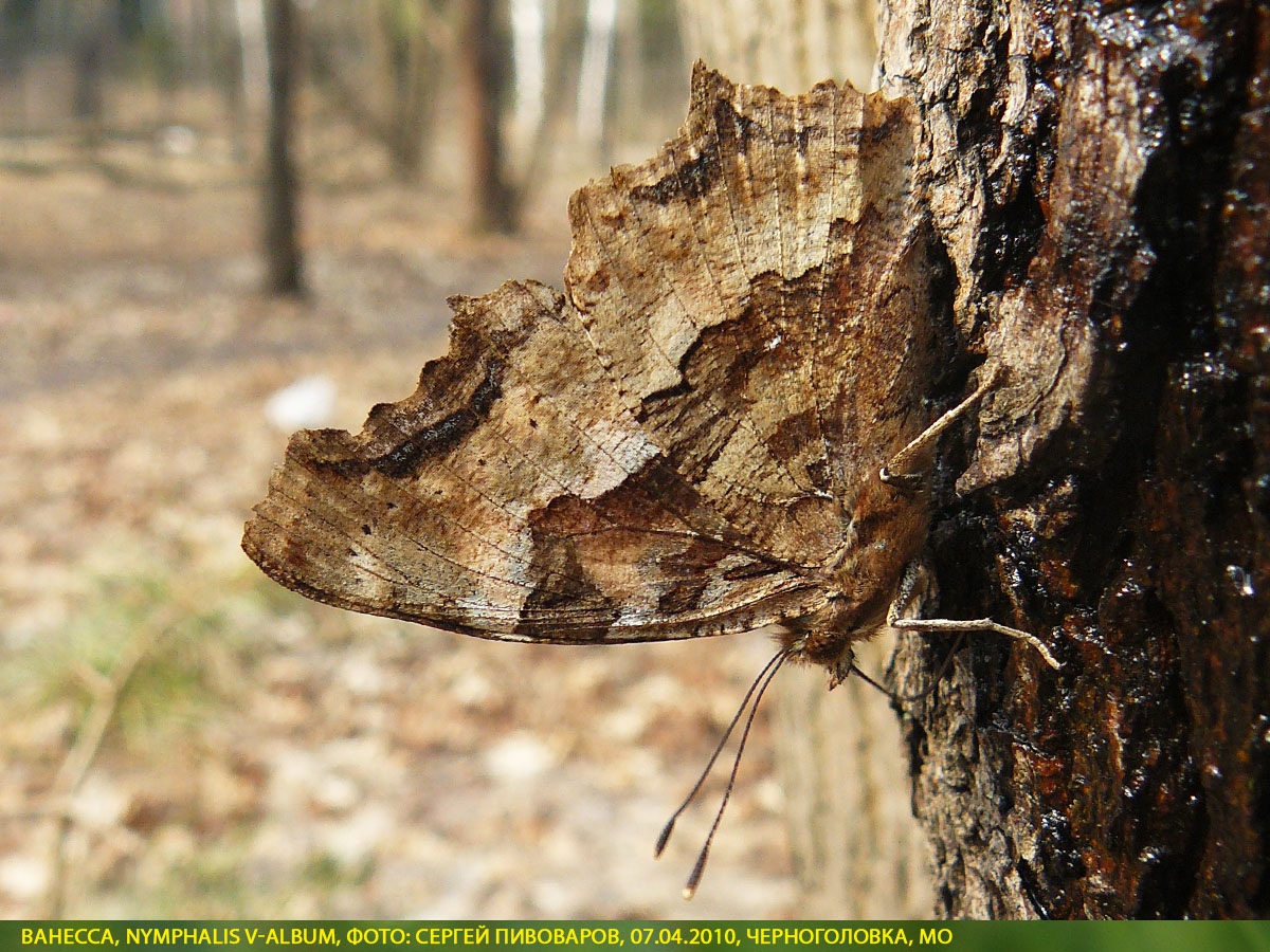 Ванесса Nymphalis v-album