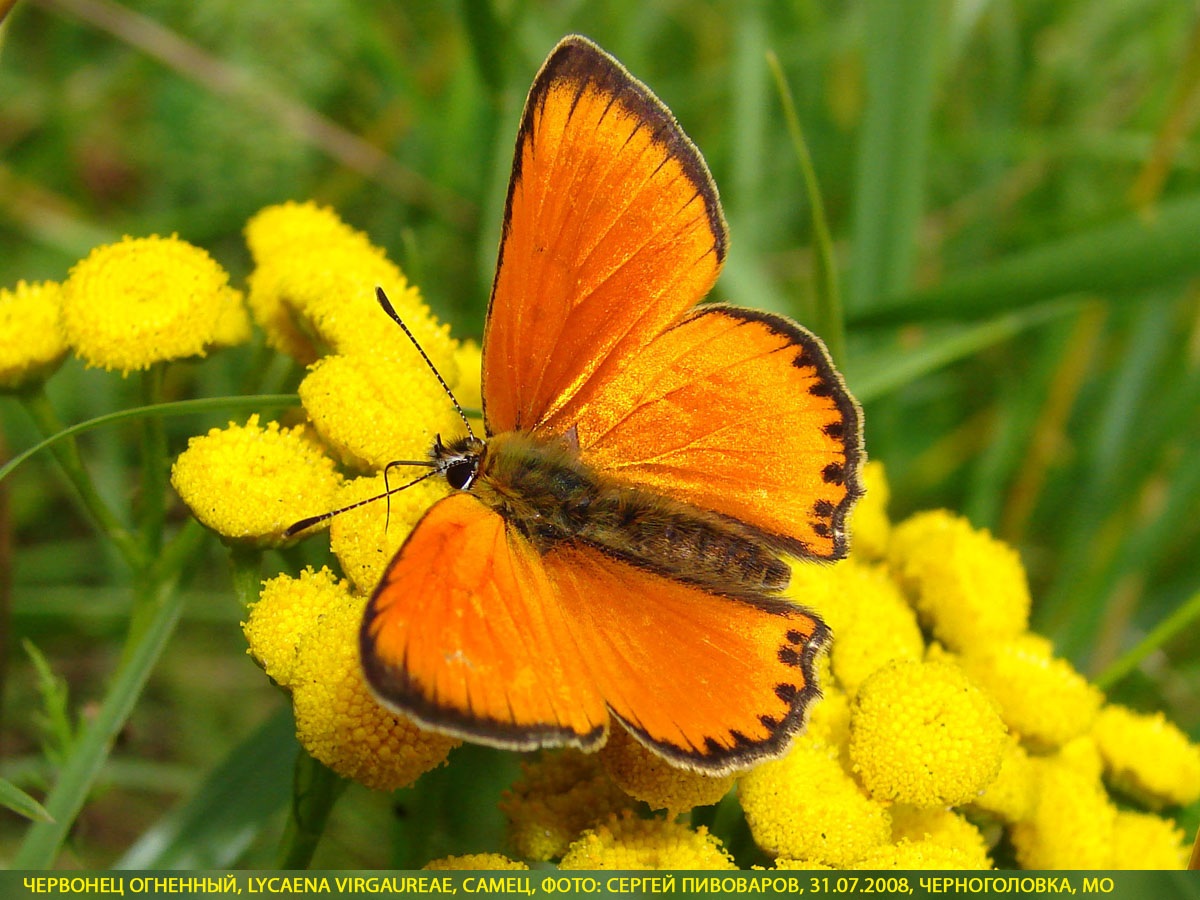 Червонец огненный, Lycaena virgaureae