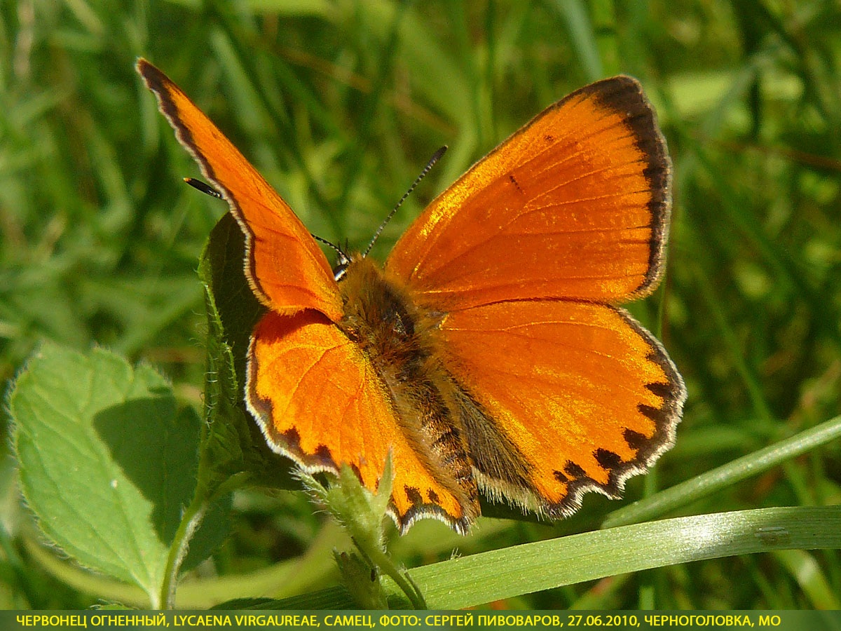 Червонец огненный, Lycaena virgaureae