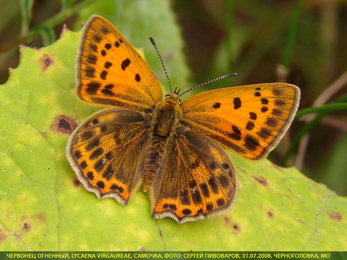 Червонец огненный, Lycaena virgaureae