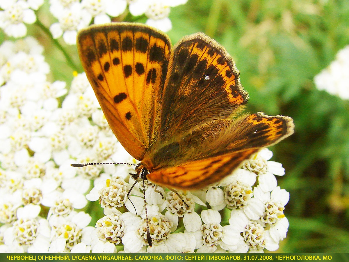 Червонец огненный, Lycaena virgaureae