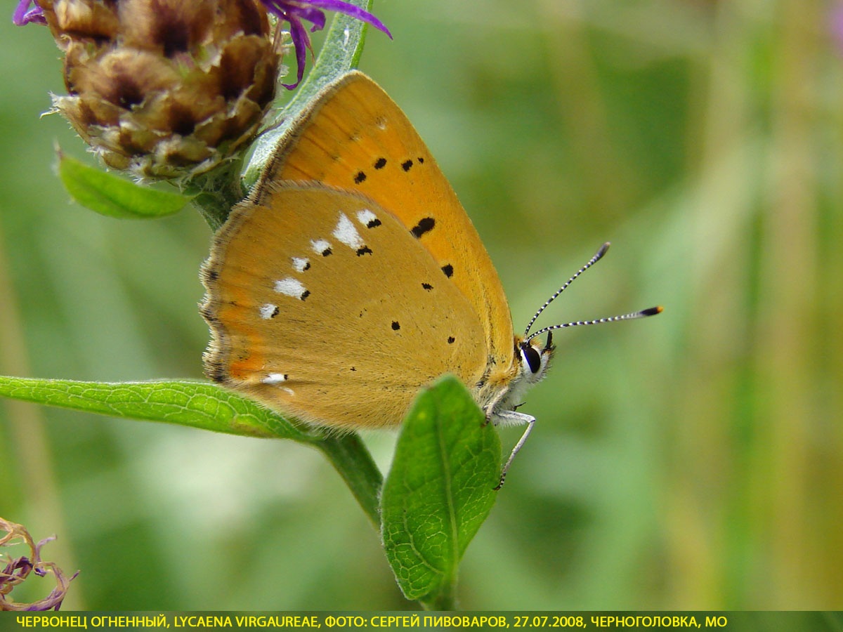 Червонец огненный, Lycaena virgaureae