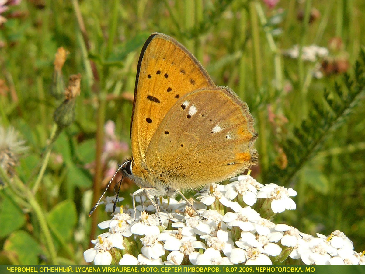 Червонец огненный, Lycaena virgaureae